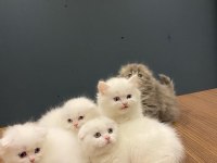 KEDİCİDEN RENK RENK BRITISH SHORTHAIR YAVRULARI ANKARA