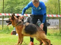 Şecereli dişi alman kurdu yavrularımız