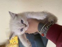 british blue point ( 2 ay )