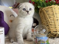 Safkan Scottish Fold Bebekler