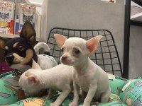 Ped eğitimli aşılı chihuahua kızlarımız