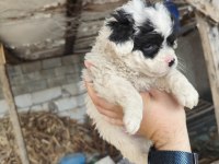 Maltese terrier yavrular