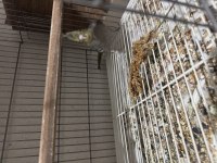 Sultan Papağanı Grey