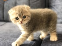 Scottish fold dişi yavru kedimiz rezerve edilebilir