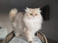 British Longhair Yetişkin Dişi