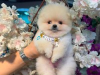 ORJİNAL AYI SURAT POMERANİNAN BOO