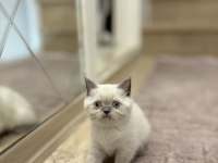 Brıtısh Shorthair Blue Point Yavrularım 
