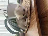 Silver british longhair bebeğim