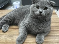 Acil sahiplendirme scottish fold açıklamayı okuyun lütfen
