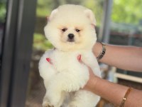 ÜST DÜZEY SHOW KALİTE POMERANİAN BOO