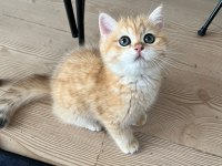 Safkan British Shorthair Golden NY12 Erkek Yavru