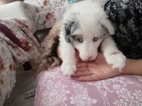 6 aralık doğumlu border collie yavrular rezerveye açıktır