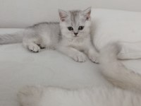 British shorthair yavrularımız