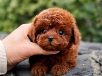 ANTIALERJIK TOY POODLE BEBEKLERIM