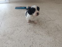 SHİH TZU KIRMASI KUCUK IRK BUYUMEYEN YAVRU