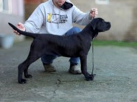 ŞECERELİ FULL AŞILI CANE CORSO YAVRULAR