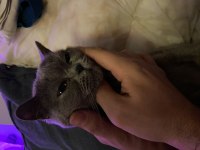 Safkan Dişi British Shorthair