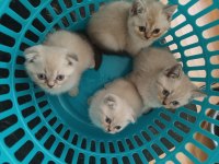Scottish fold blue point & british shorthair 5 adet yavru