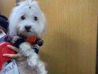 Dişi maltese terrier