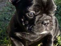 A KALİTE FRENCH BULLDOG YAVRULARIMIZ