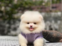 Pomeranian boo 2.5 aylık dişi erkek