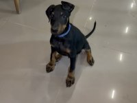 Saf Kan 2 Aylık Doberman