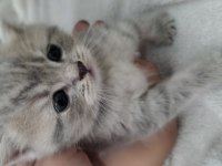British shorthair 1 aylık
