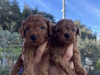 DARK/RED BROWN TOY POODLE YAVRULAR