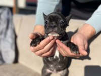 HASKAN FRENCH BULLDOG YAVRULARIMIZI SAHİPLENDİRİYORUZ