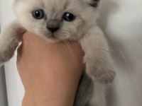 45 günlük teslime hazır british shorthair yavrular
