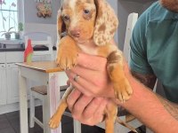 BİRÇOK SEÇENEK İLE DACHSHUND BEBEKLER