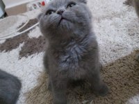 2 aylık scottish fold yavrular