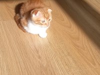 Oyunbaz bıcır scottish fold
