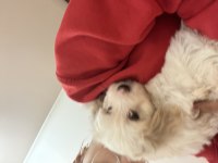 2 aylık erkek yavru maltese