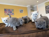 RENK RENK ORJİNAL SCOTTISH FOLD  YAVRULAR ANKARA