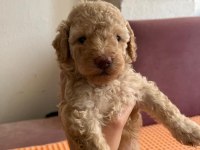 Apricot Toy Poodle
