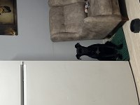 CANE CORSO SAHİPLENDİRİLECEKTİR