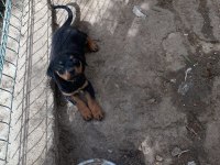 Yavru dişi rottweiler