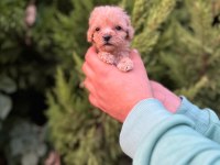 Her Renk Maltipoo Yavrumuzu Canlı Görebilirsiniz