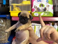 0 BURUN PUG MOPS YAVRULARIM HAZIR