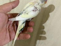 34 GÜNLÜK KUSURSUZ BEBEK MUHABBET KUŞU