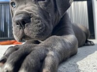 Safkan cane corso erkek dişi yavrularımız