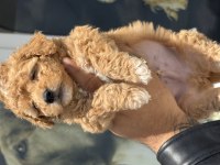 Petmode köpek çiftliğinden tea cup maltipoo