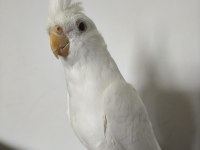 Eğitimli Albino Sultan Papağanı Yavrusu