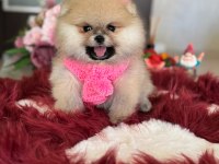 BAL GİBİ DIŞI POMERANİAN BOO
