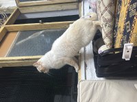 Beyaz gözlü erkek british shorthair