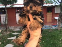 Terrier Yorkshire Yavrularımız Tüm İllere