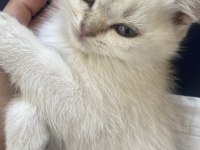 Uygun British Shorthair