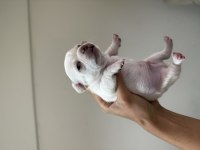 Teacup Chihuahua Yavruları Beyaz Erkek Maskeli Dişi