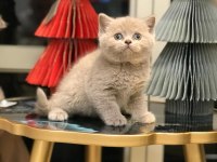 Fırst Class Brıtısh Shorthair Yavrularım 